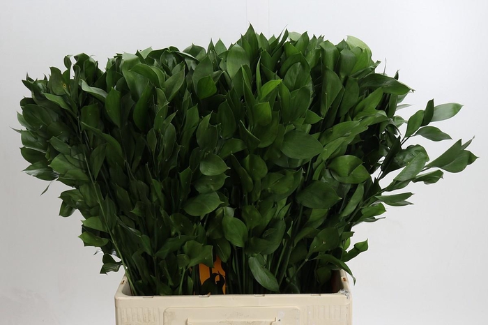 <h4>Ruscus Hypophyllum</h4>