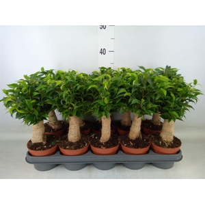 Ficus benja. 'Natasja'