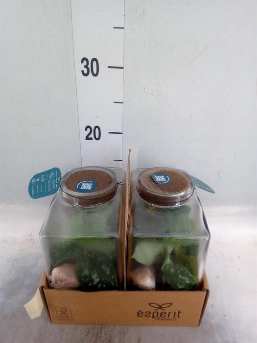 <h4>Arr.    Planten  L%</h4>