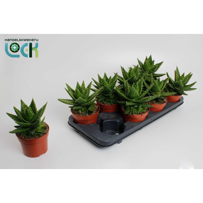 <h4>ALOE PERFOLIATA</h4>