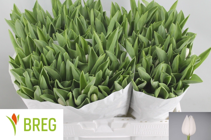 <h4>TU EN ROYAL VIRGIN</h4>