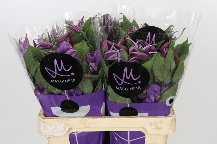 <h4>Clematis Amazing Rome</h4>