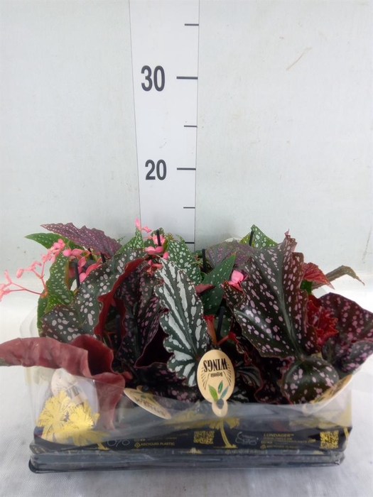 <h4>Begonia BD   ...</h4>