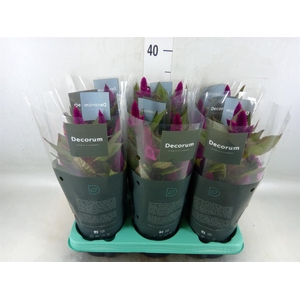 Celosia spic. 'Deep Purple'