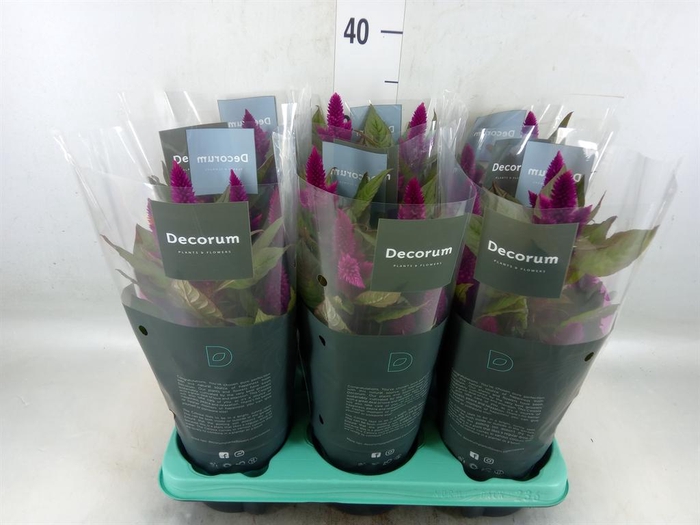 <h4>Celosia spic. 'Deep Purple'</h4>