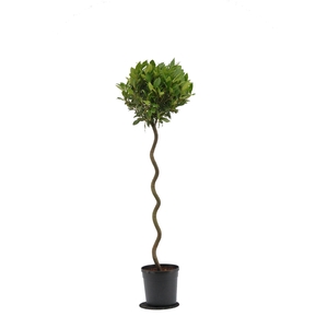 Laurus nobilis Spiraal stam