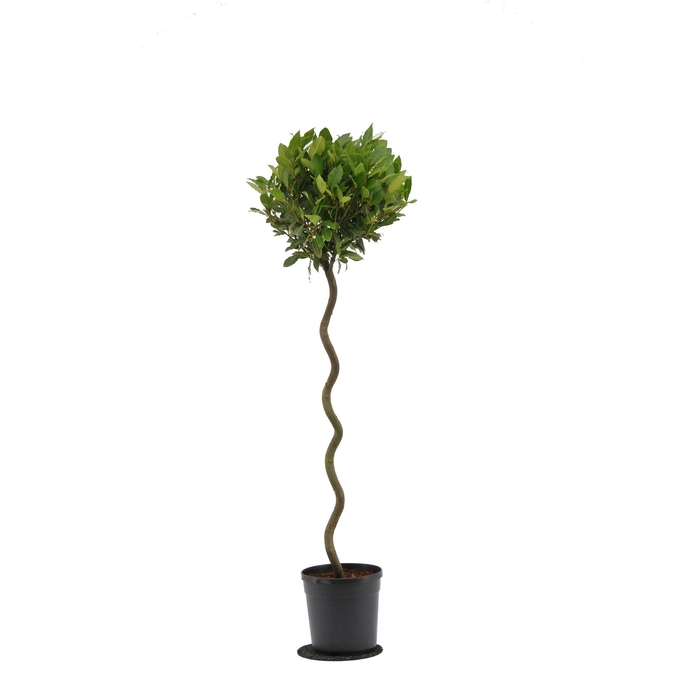<h4>Laurus nobilis Spiraal stam</h4>