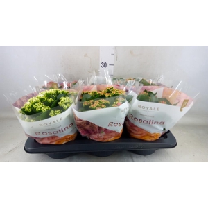 Kalanchoe blos. 'RoyalDon'   ..mix