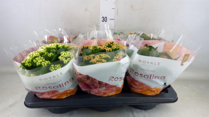 <h4>Kalanchoe blos. 'RoyalDon' ..mix</h4>