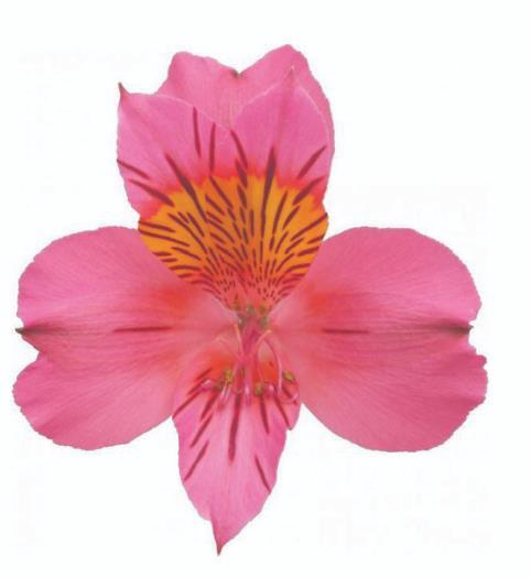 <h4>Alstr Amposta</h4>