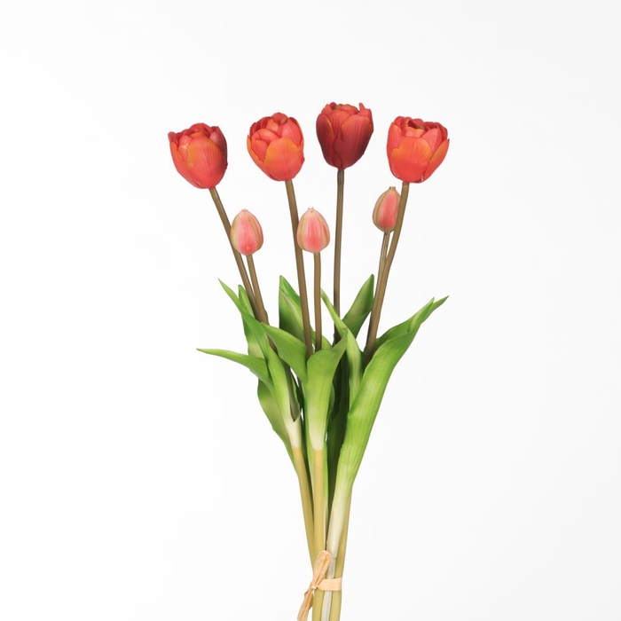 <h4>AF Tulip Db Bnd x7 L44cm Fuchs</h4>