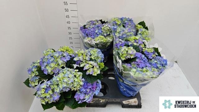 <h4>HYDR M EARLY BLUE</h4>