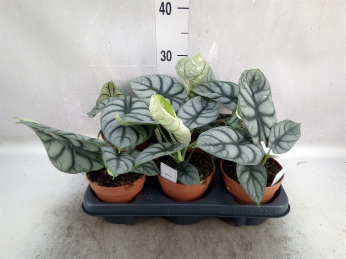 <h4>Alocasia   ...</h4>