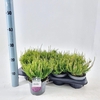Calluna Garden Girls Rosit