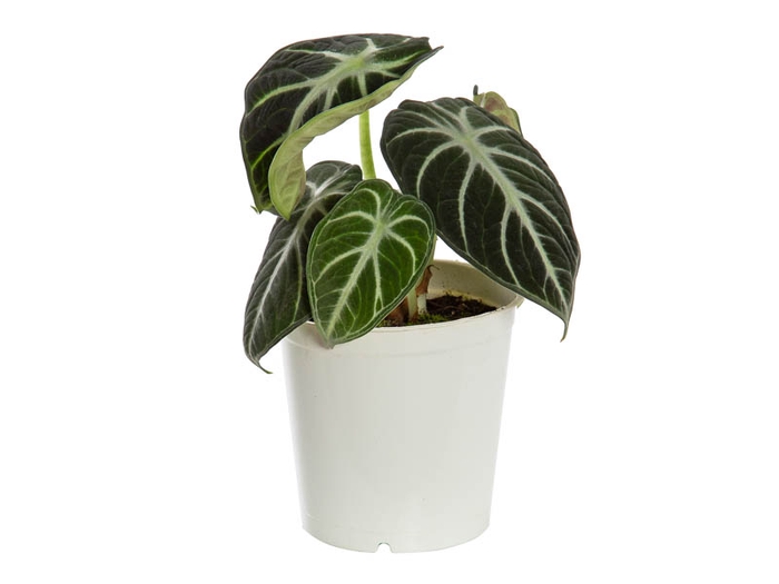 ALOCASIA REGINULA NINJA P12