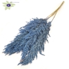 Pampas Grass 100cm 5st/bunch Frosted Light Blue