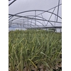 Phormium tenax