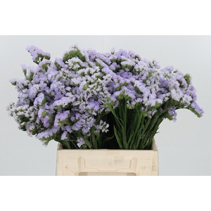 Lim S Tessa Lavender