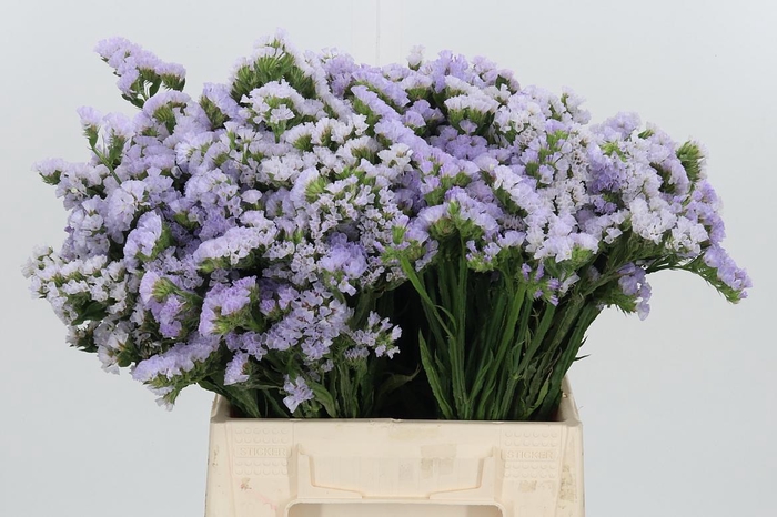 <h4>Lim S Tessa Lavender</h4>