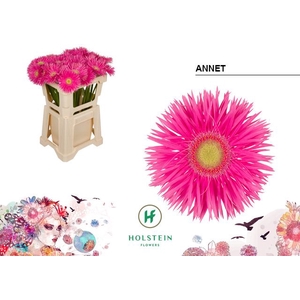 Gerbera Spider Annet Water x40
