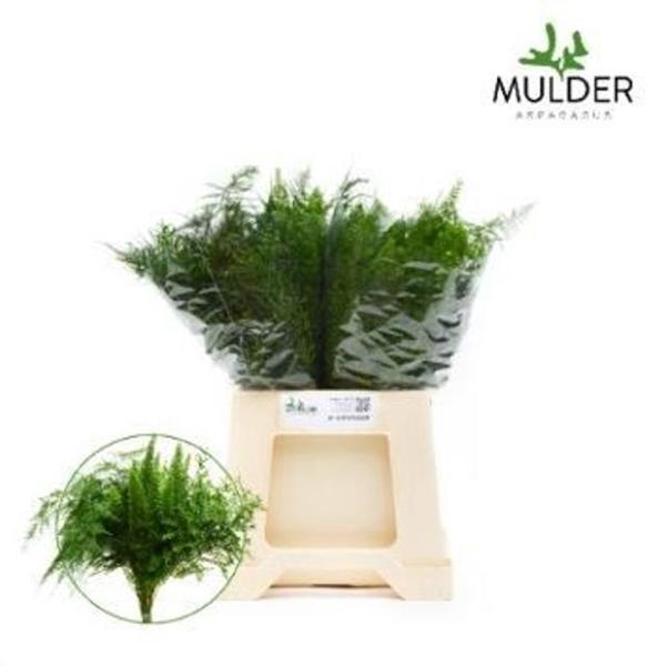 <h4>ASP SETAC GEMENGD</h4>