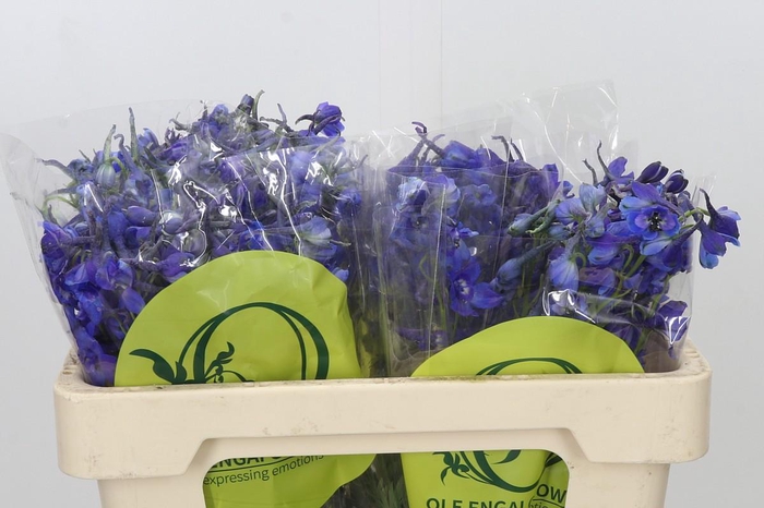<h4>Delph En Belladonna Volkerfrieden Oriental Blue</h4>