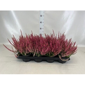 Calluna vulg. 'Garden G Martina'