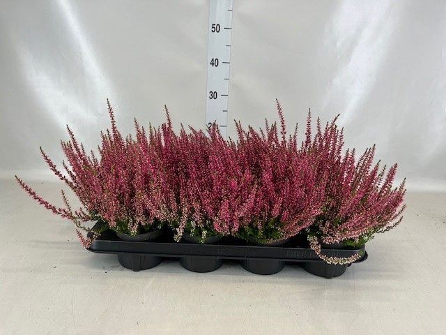 <h4>Calluna vulg. 'Garden G Martina'</h4>
