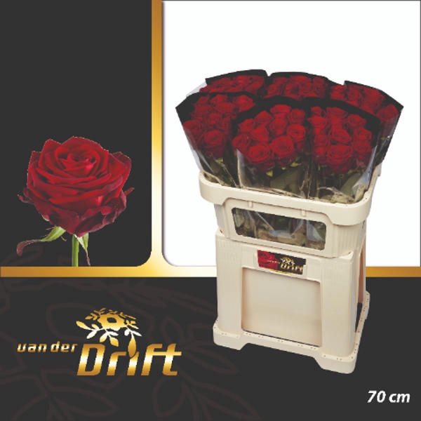 <h4>R Gr Red Naomi Drift A2</h4>
