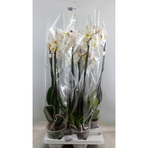 Phalaenopsis   ...white