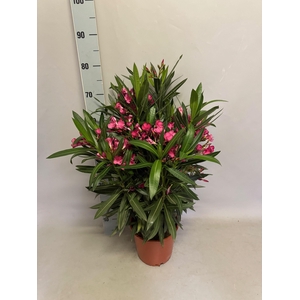 Nerium oleander Struik Pink