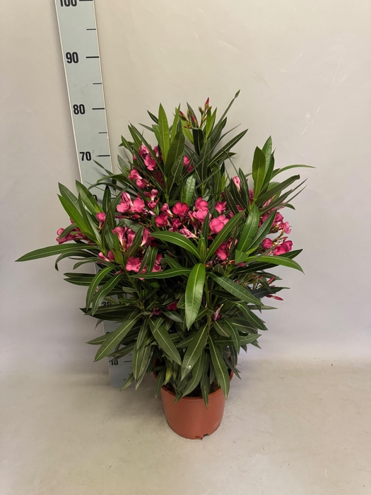<h4>Nerium oleander Struik Pink</h4>