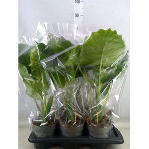 Alocasia gageana