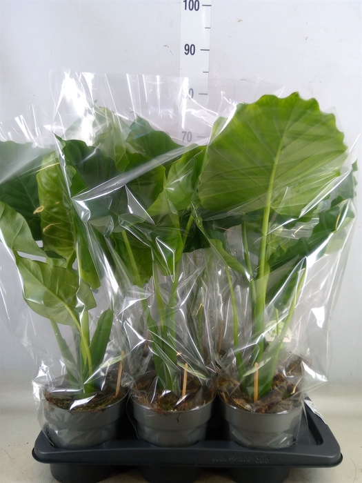 <h4>Alocasia gageana</h4>