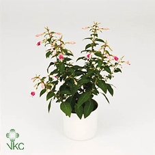 FUCHSIA MINIROSE