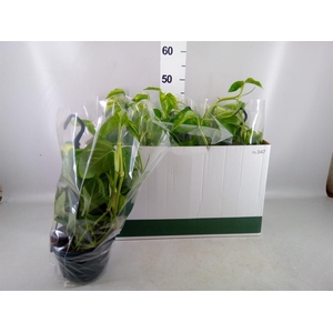 Epipremnum pinn.   HG