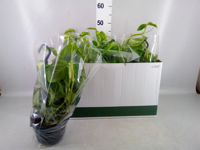 <h4>Epipremnum pinn. HG</h4>