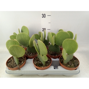 Opuntia