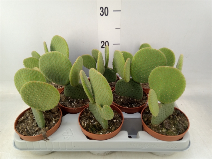 <h4>Opuntia</h4>