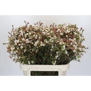 Chamelaucium Moonlight Delight