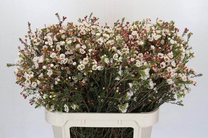 Chamelaucium Moonlight Delight