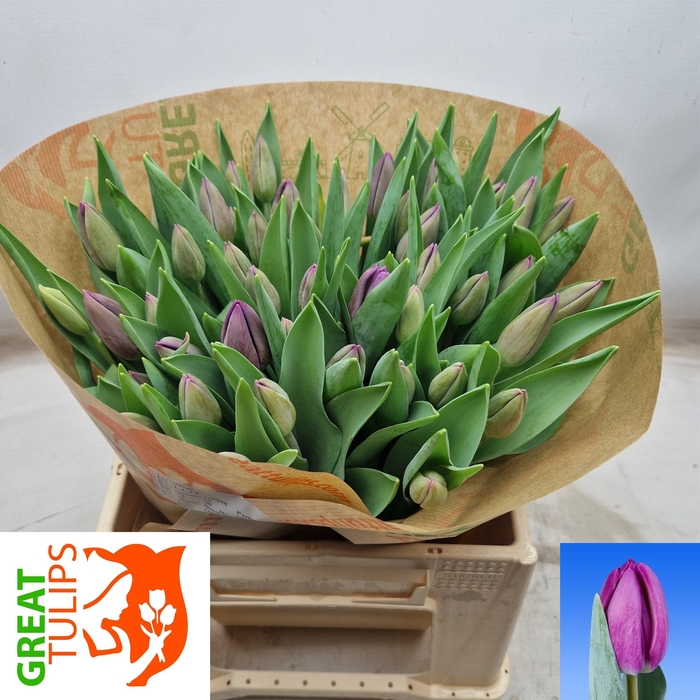 <h4>TU EN BULLIT</h4>