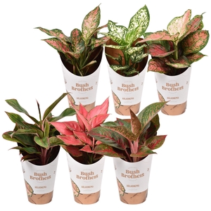 Aglaonema gemengd