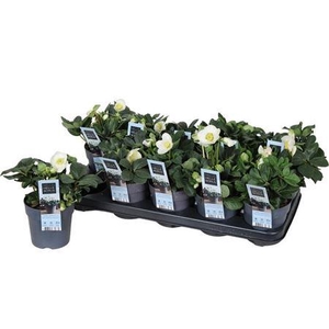 Hell Ni Chr Carol 5+