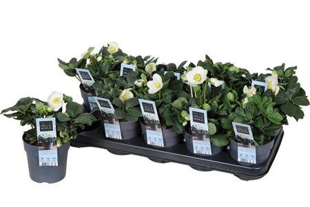 <h4>Hell Ni Chr Carol 5+</h4>