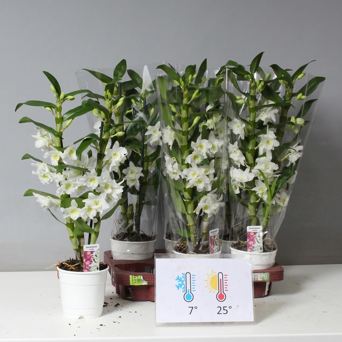 <h4>DENDR N SC APOLLON</h4>