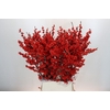 Ilex Rood