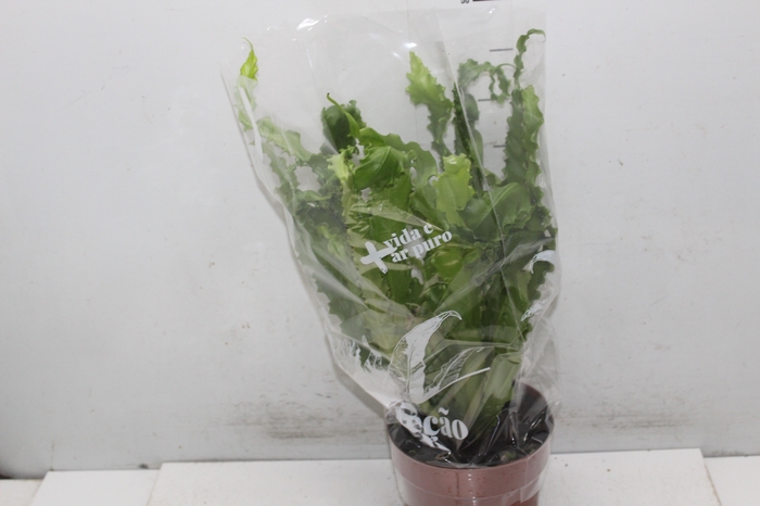 <h4>ASPLENIUM OSAKA CRESPO P19</h4>