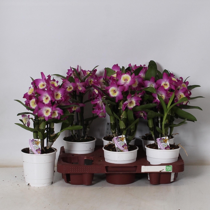 <h4>DEND NOBILE</h4>