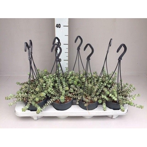 Crassula hottentot special mini hang 12